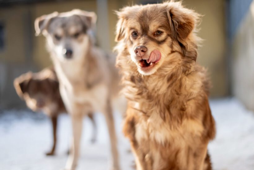 Myval – Sensibler Beobachter sucht seinen sicheren Hafen!