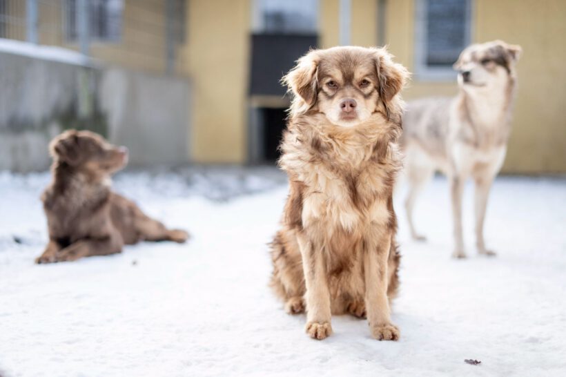 Myval – Sensibler Beobachter sucht seinen sicheren Hafen!