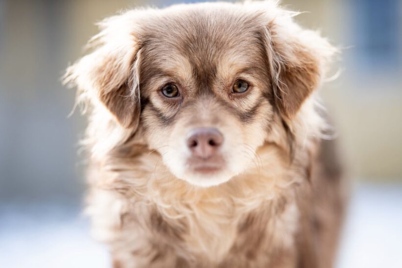 Myval – Sensibler Beobachter sucht seinen sicheren Hafen!