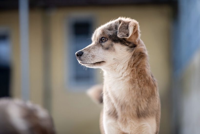 Taddäus – Sensibler Beobachter braucht klare Führung und Struktur Taddäus – Sensibler Beobachter braucht klare Führung und Struktur