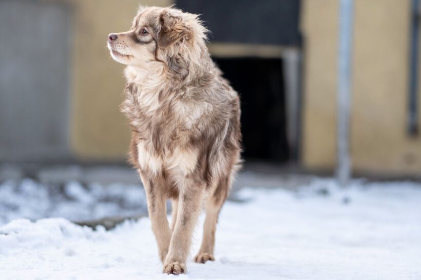 Myval – Sensibler Beobachter sucht seinen sicheren Hafen!