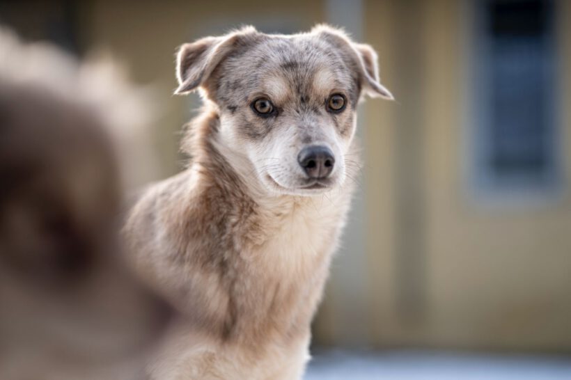 Taddäus – Sensibler Beobachter braucht klare Führung und Struktur Taddäus – Sensibler Beobachter braucht klare Führung und Struktur