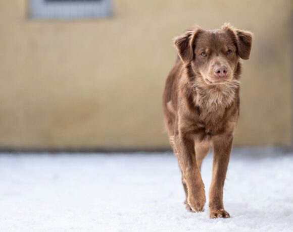 Jatra – Sensibler Rohdiamant sucht Fels in der Brandung