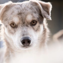 Taddäus – Sensibler Beobachter braucht klare Führung und Struktur