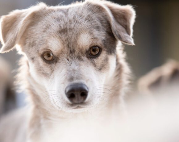 Taddäus – Sensibler Beobachter braucht klare Führung und Struktur