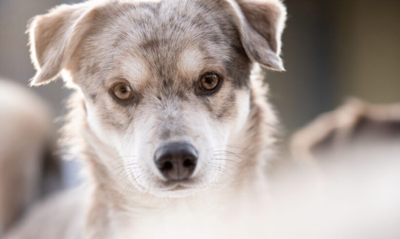 Taddäus – Sensibler Beobachter braucht klare Führung und Struktur