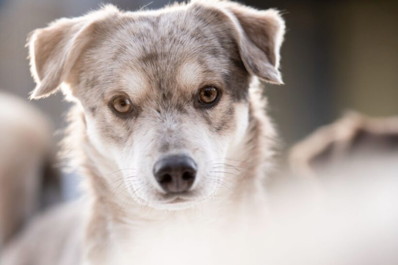Taddäus – Sensibler Beobachter braucht klare Führung und Struktur Taddäus – Sensibler Beobachter braucht klare Führung und Struktur