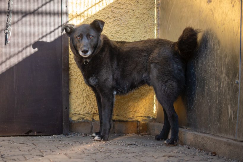 Bela – Lebensfroher Abenteurer mit Hummeln im Hintern sucht seinen Ankerpunkt!