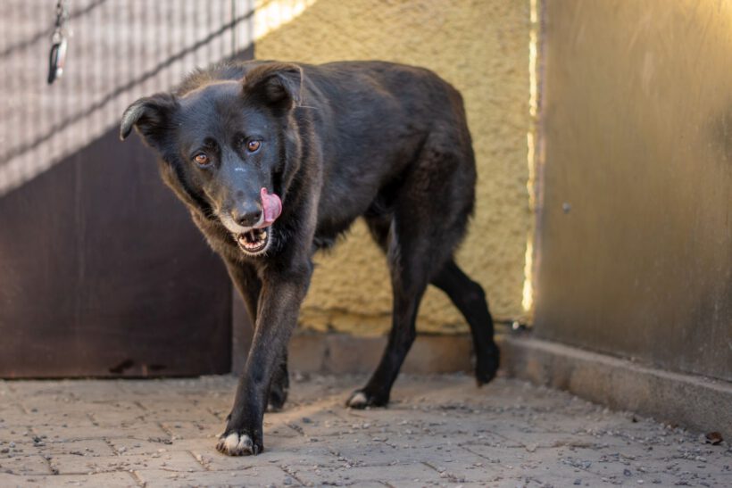 Bela – Lebensfroher Abenteurer mit Hummeln im Hintern sucht seinen Ankerpunkt!