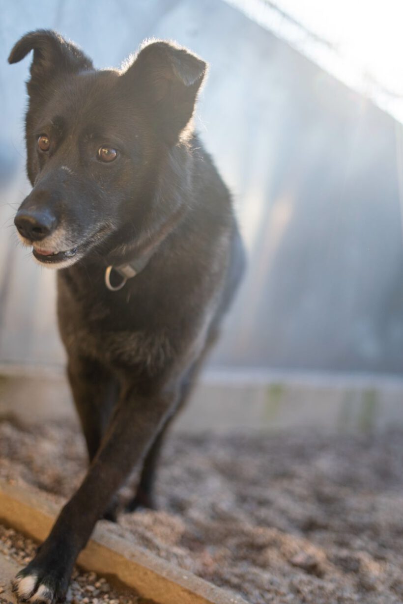 Bela – Lebensfroher Abenteurer mit Hummeln im Hintern sucht seinen Ankerpunkt!