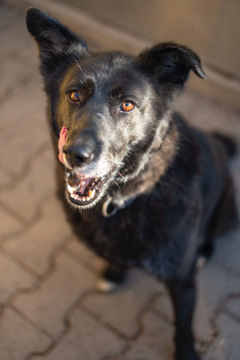 Bela – Lebensfroher Abenteurer mit Hummeln im Hintern sucht seinen Ankerpunkt!