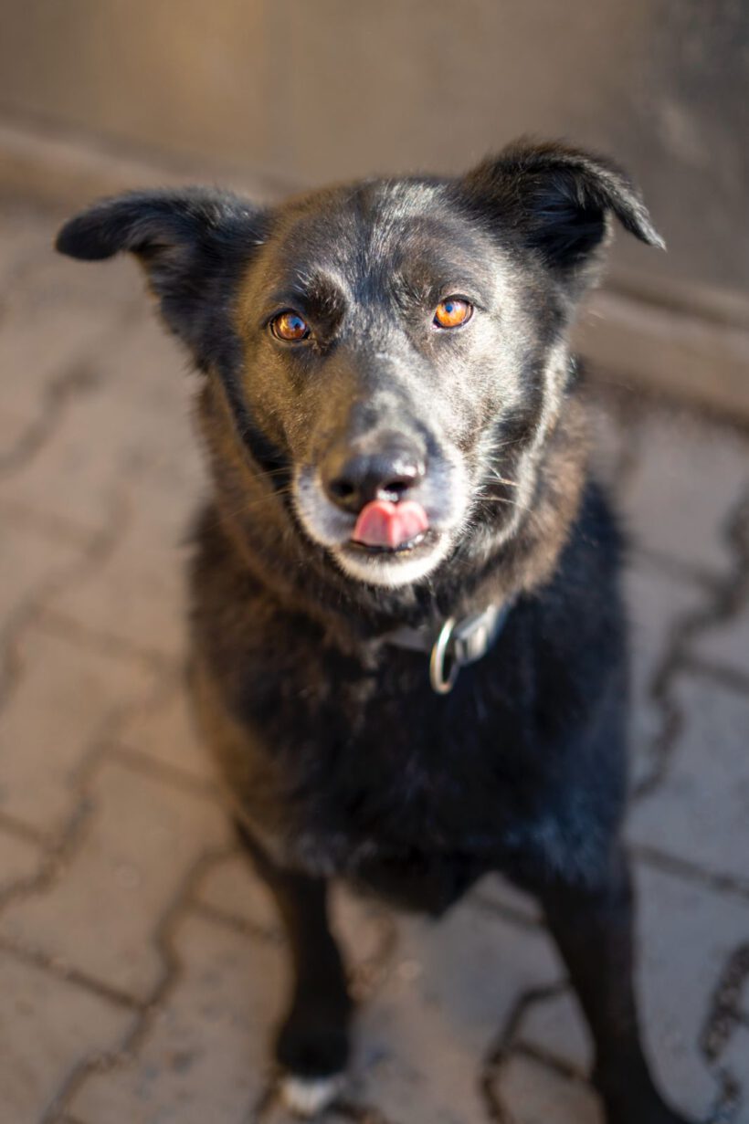 Bela – Lebensfroher Abenteurer mit Hummeln im Hintern sucht seinen Ankerpunkt!