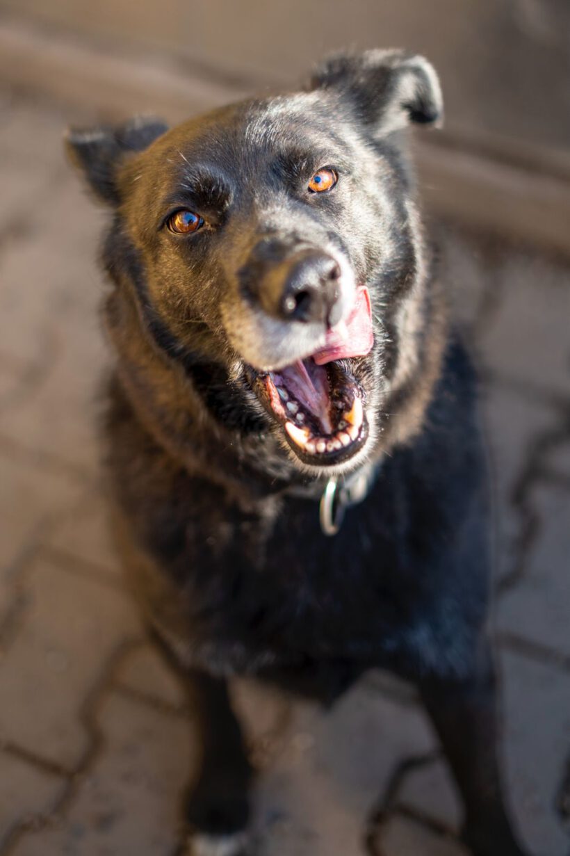 Bela – Lebensfroher Abenteurer mit Hummeln im Hintern sucht seinen Ankerpunkt!