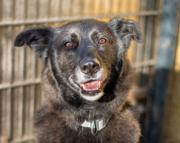Bela – Lebensfroher Abenteurer mit Hummeln im Hintern sucht seinen Ankerpunkt!