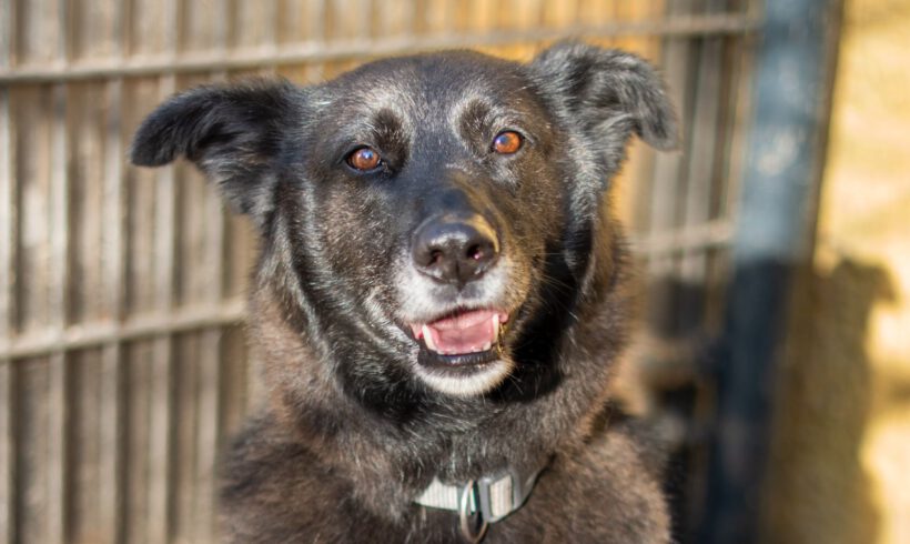 Bela – Lebensfroher Abenteurer mit Hummeln im Hintern sucht seinen Ankerpunkt!