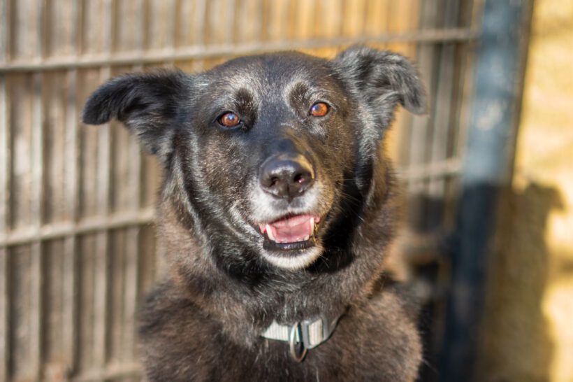 Bela – Lebensfroher Abenteurer mit Hummeln im Hintern sucht seinen Ankerpunkt!