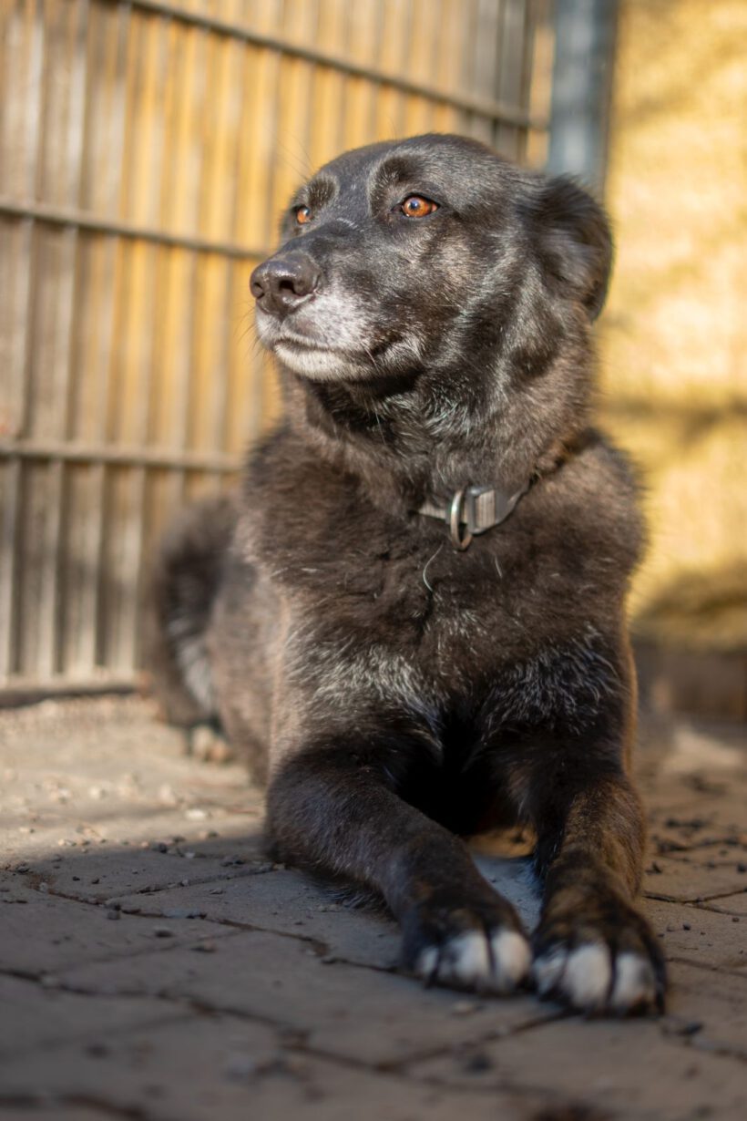 Bela – Lebensfroher Abenteurer mit Hummeln im Hintern sucht seinen Ankerpunkt!