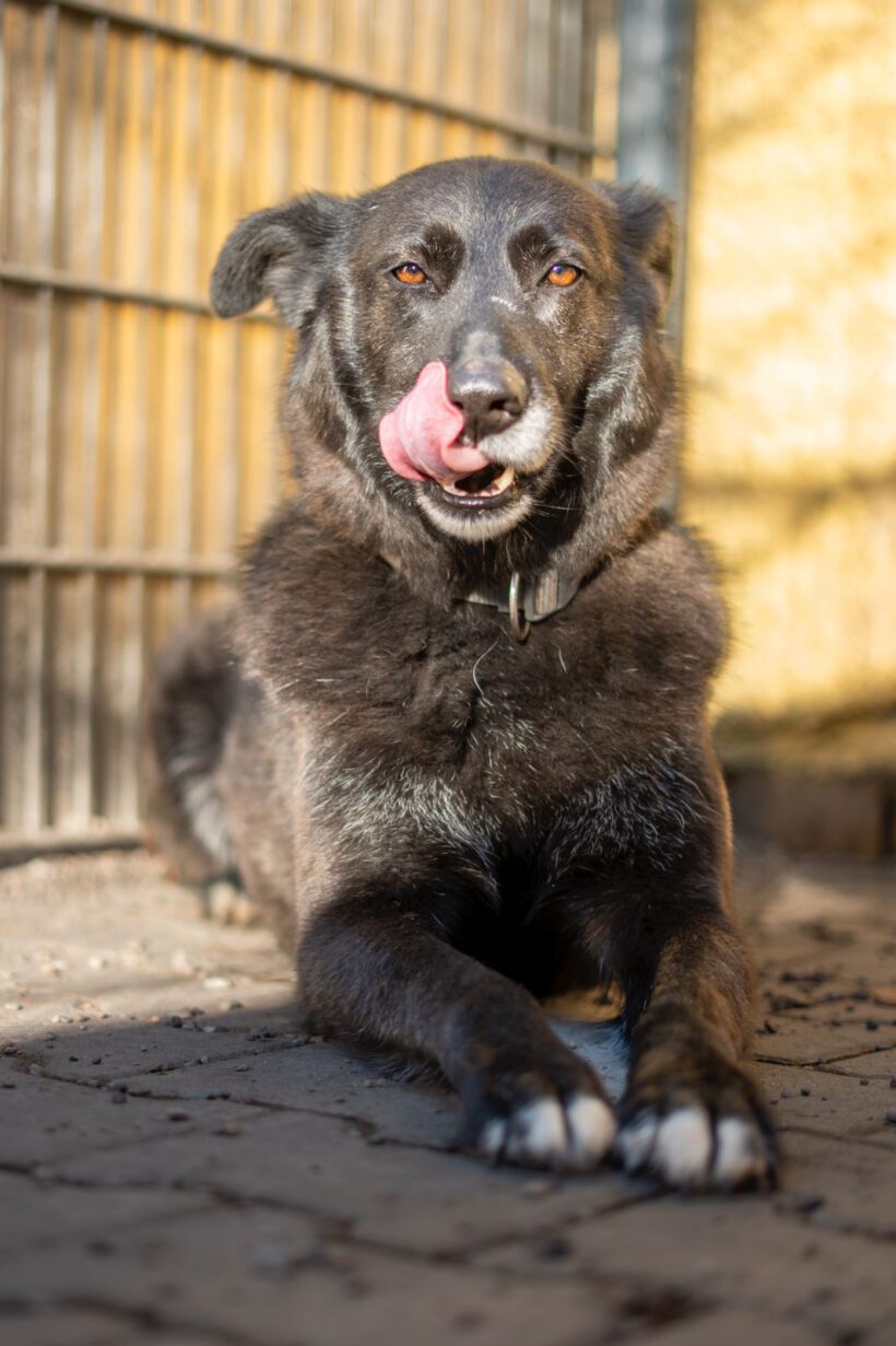 Bela – Lebensfroher Abenteurer mit Hummeln im Hintern sucht seinen Ankerpunkt!