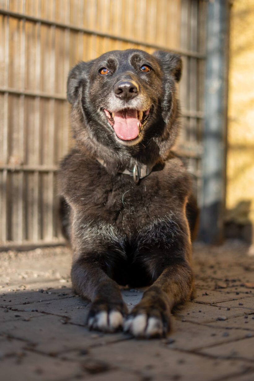Bela – Lebensfroher Abenteurer mit Hummeln im Hintern sucht seinen Ankerpunkt!