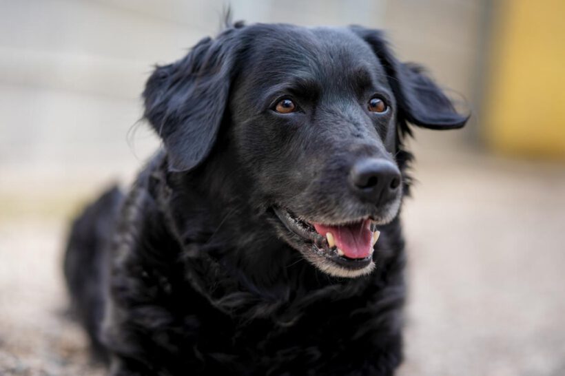 Sammy – treu, charmant und bereit für einen Neuanfang