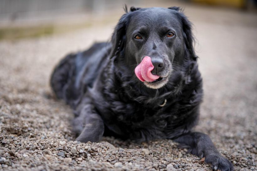 Sammy – treu, charmant und bereit für einen Neuanfang