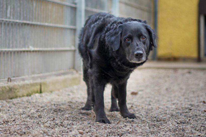 Sammy – treu, charmant und bereit für einen Neuanfang