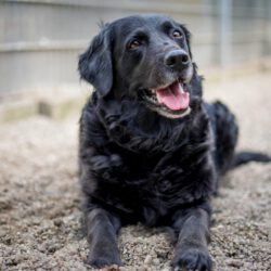 Sammy – treu, charmant und bereit für einen Neuanfang