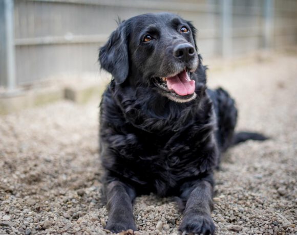 Sammy – treu, charmant und bereit für einen Neuanfang