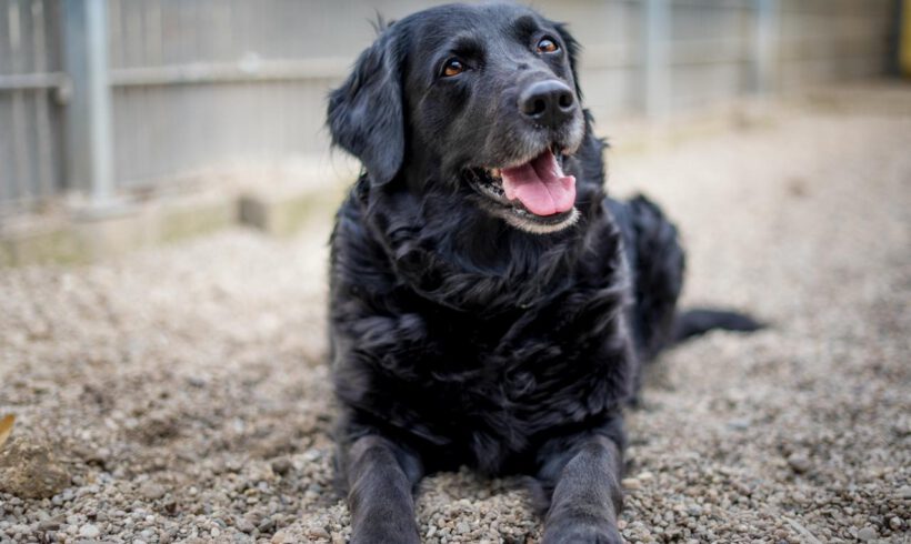 Sammy – treu, charmant und bereit für einen Neuanfang