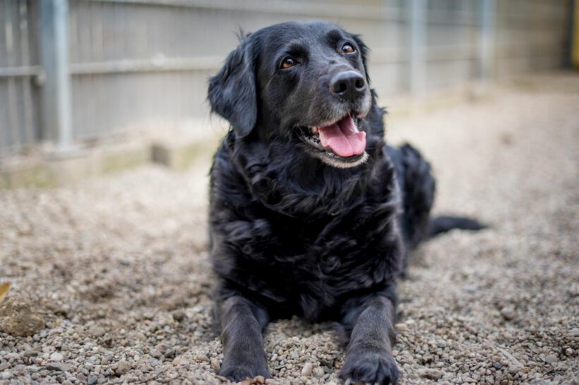Sammy – treu, charmant und bereit für einen Neuanfang
