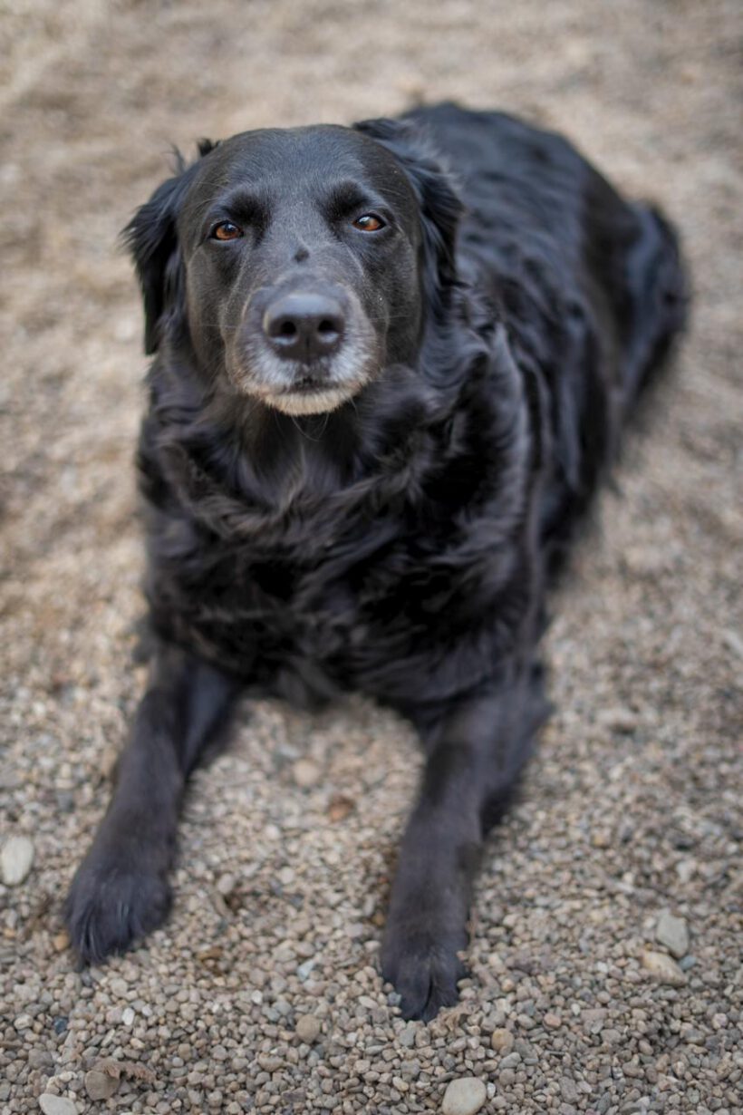 Sammy – treu, charmant und bereit für einen Neuanfang