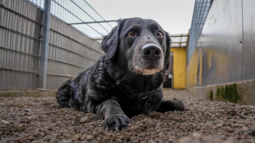Sammy – treu, charmant und bereit für einen Neuanfang