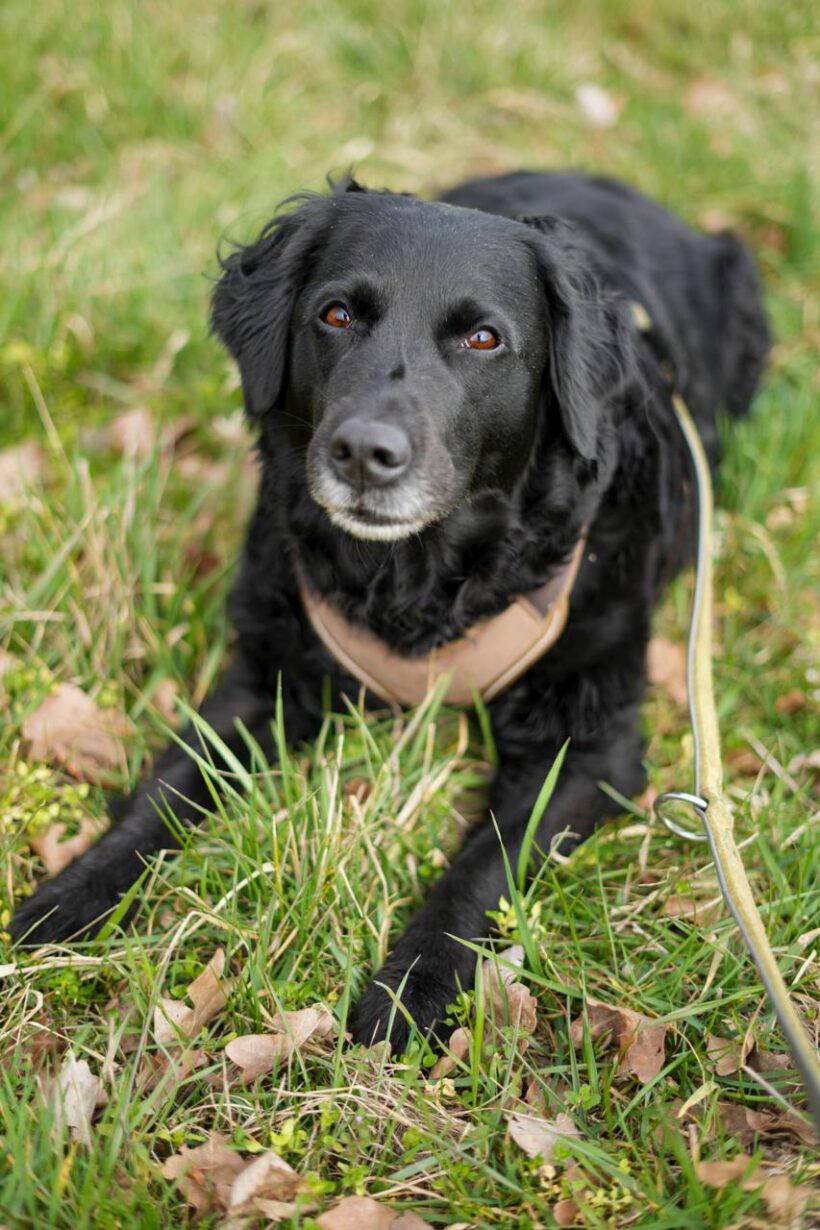 Sammy – treu, charmant und bereit für einen Neuanfang