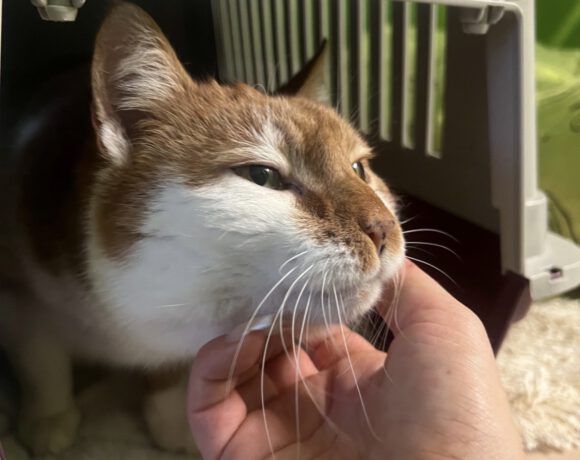 Zedd – sensibler Herzenskater sucht ein ruhiges Zuhause