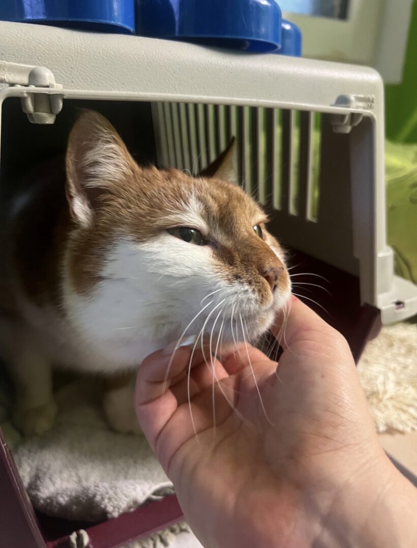 Zedd – sensibler Herzenskater sucht ein ruhiges Zuhause