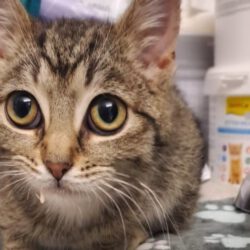 Konrad – ein leiser Kater auf der Suche nach seiner Chance