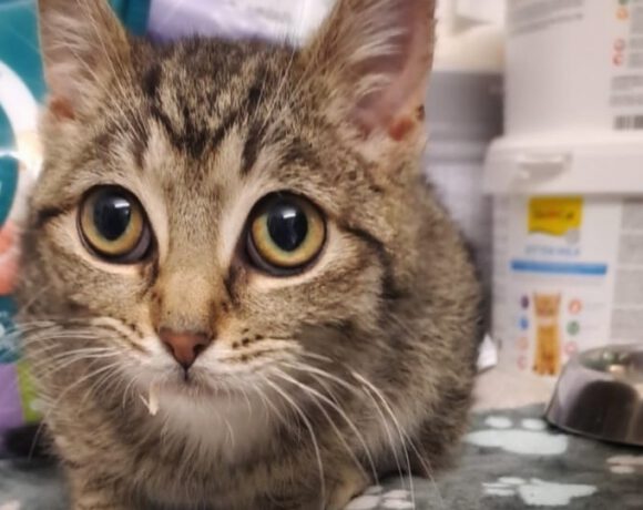 Konrad – ein leiser Kater auf der Suche nach seiner Chance