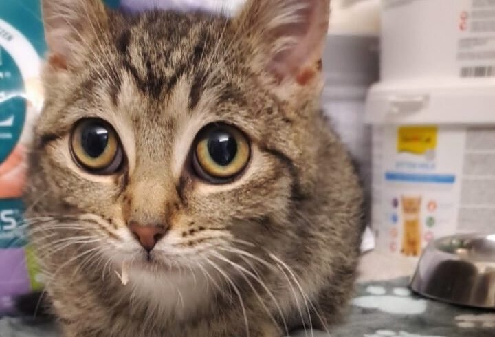 Konrad – ein leiser Kater auf der Suche nach seiner Chance