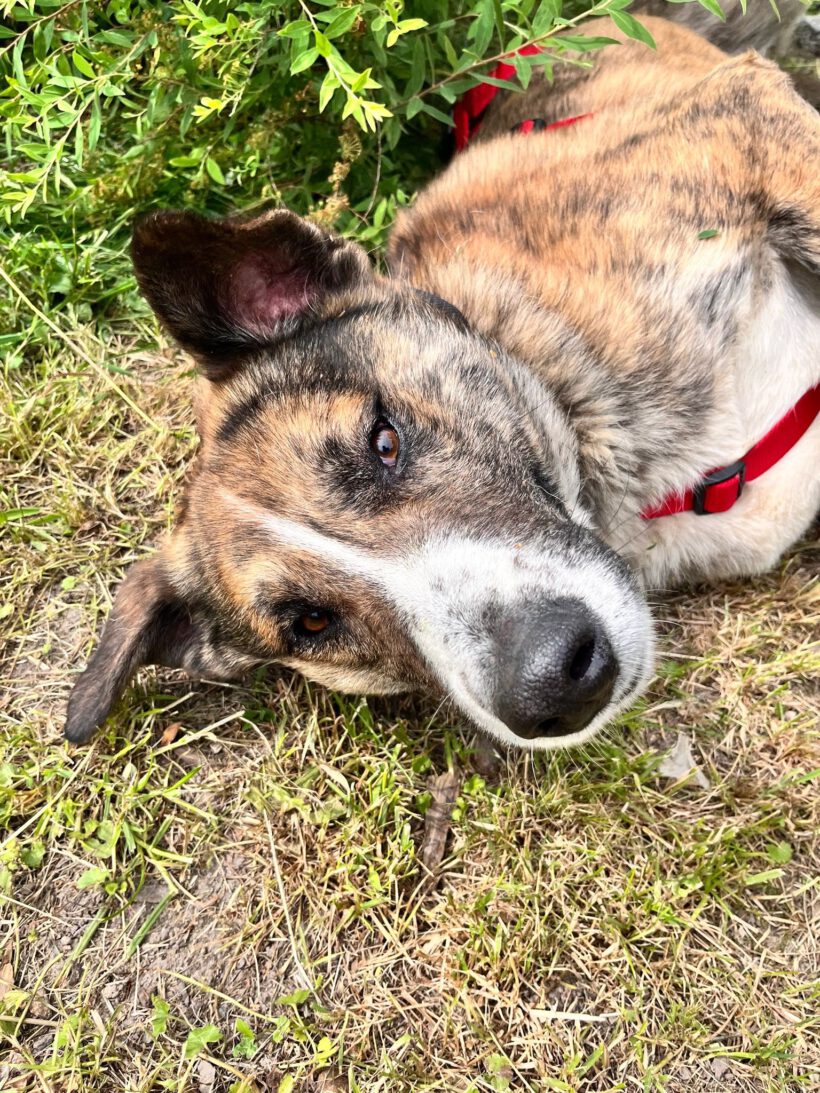 Akiro – loyaler Seelenhund sucht seine Familie Akiro – loyaler Seelenhund sucht seine Familie
