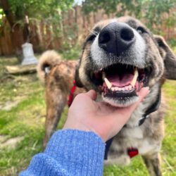 Akiro – loyaler Seelenhund sucht seine Familie