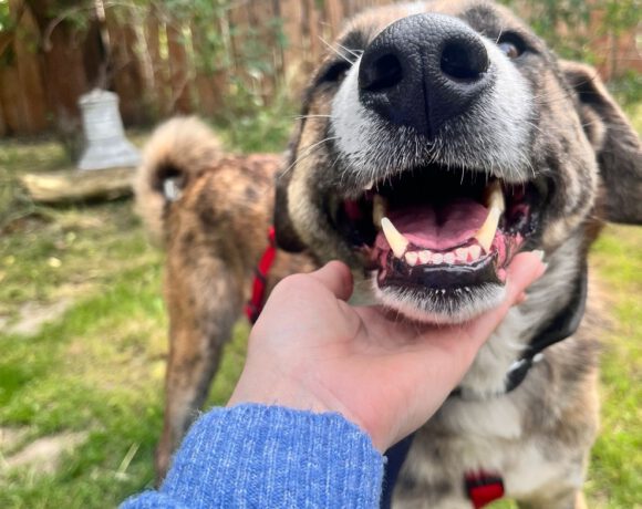 Akiro – loyaler Seelenhund sucht seine Familie