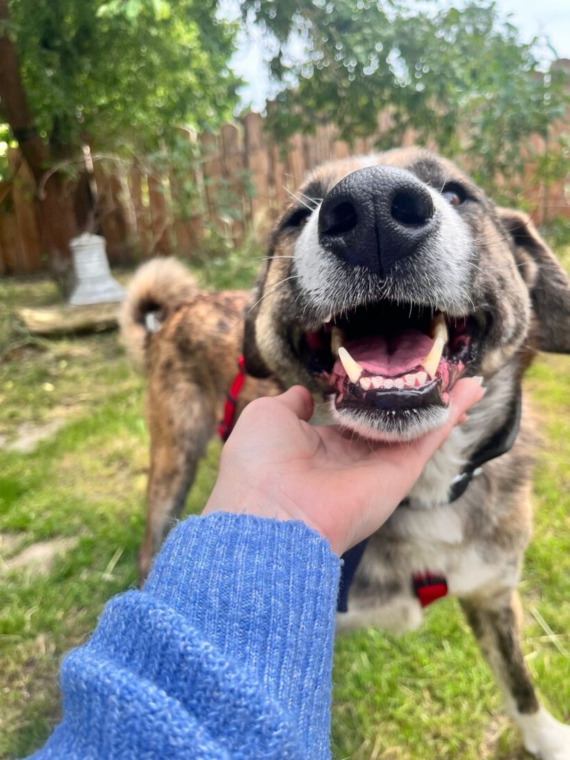 Akiro – loyaler Seelenhund sucht seine Familie Akiro – loyaler Seelenhund sucht seine Familie