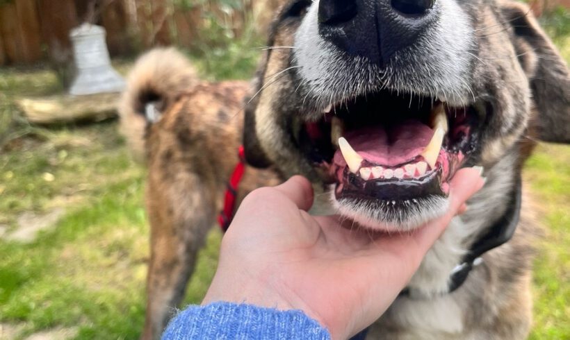 Akiro – loyaler Seelenhund sucht seine Familie