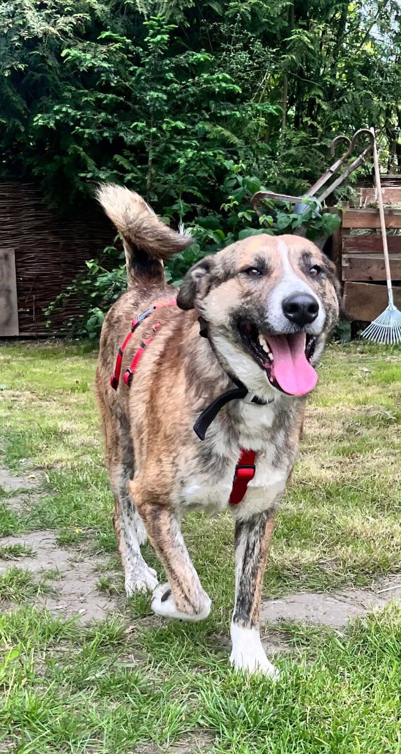 Akiro – loyaler Seelenhund sucht seine Familie Akiro – loyaler Seelenhund sucht seine Familie
