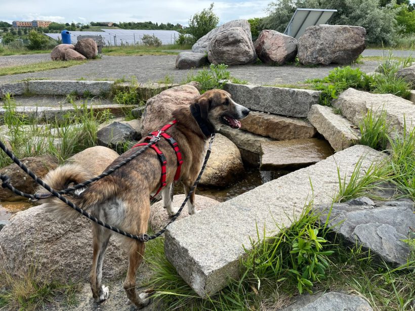 Akiro – loyaler Seelenhund sucht seine Familie Akiro – loyaler Seelenhund sucht seine Familie