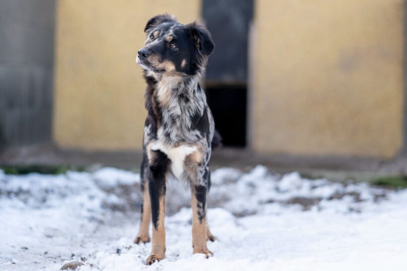 Zora – Sanfte Seele sucht Beständigkeit und Herz!