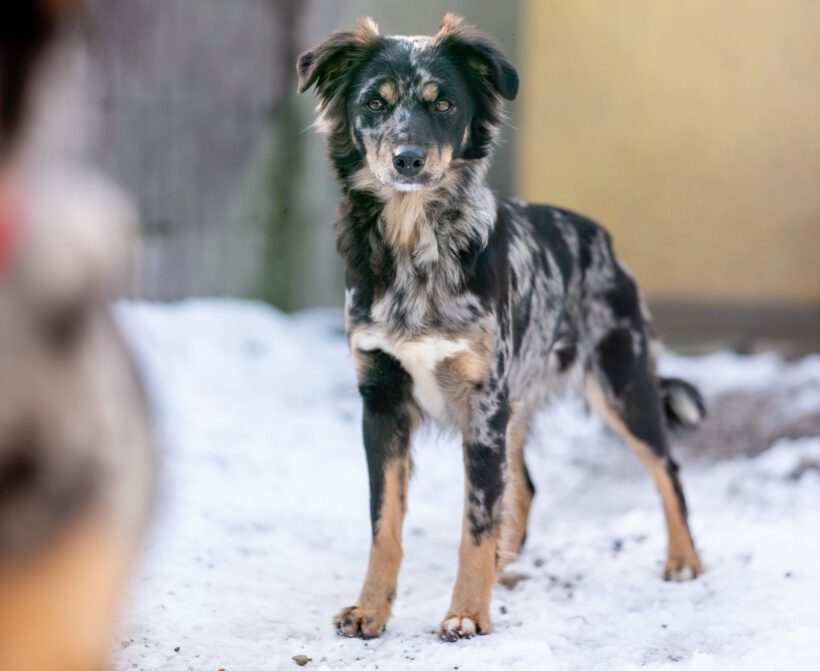 Zora – Sanfte Seele sucht Beständigkeit und Herz!