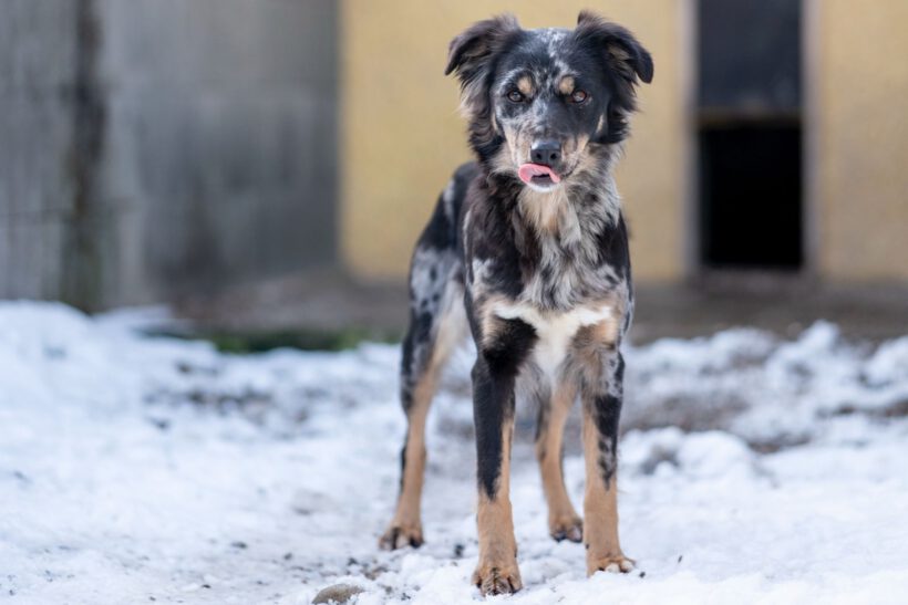 Zora – Sanfte Seele sucht Beständigkeit und Herz!