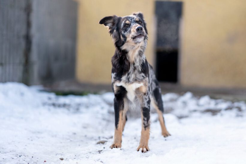 Zora – Sanfte Seele sucht Beständigkeit und Herz!