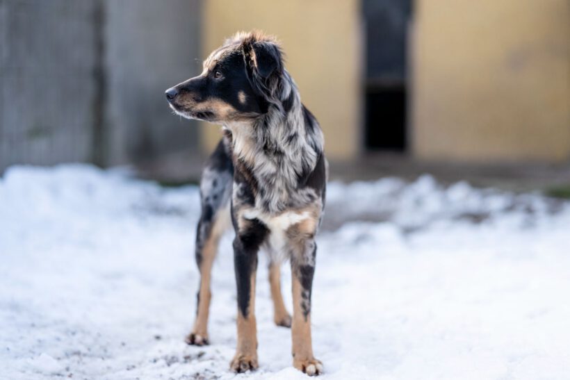 Zora – Sanfte Seele sucht Beständigkeit und Herz!